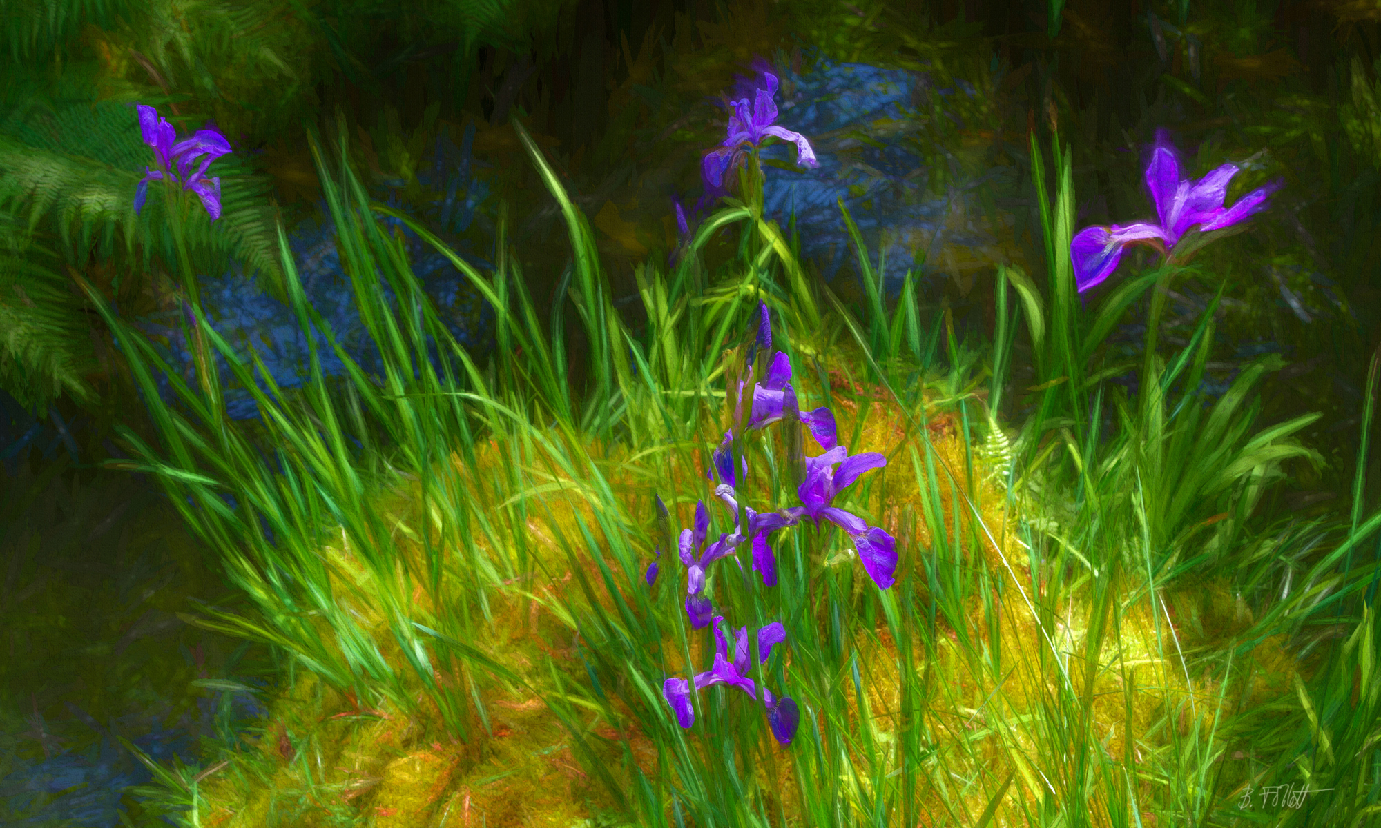 Morning Iris with Grasses by Bonnie Follett